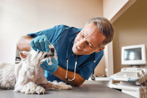 Best Emergency Dental Care for Broken or Chipped Teeth in Alto, GA